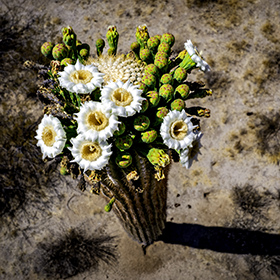Drone footage of blooming flowers of Saquaro Cactus in the Arizona Deserts